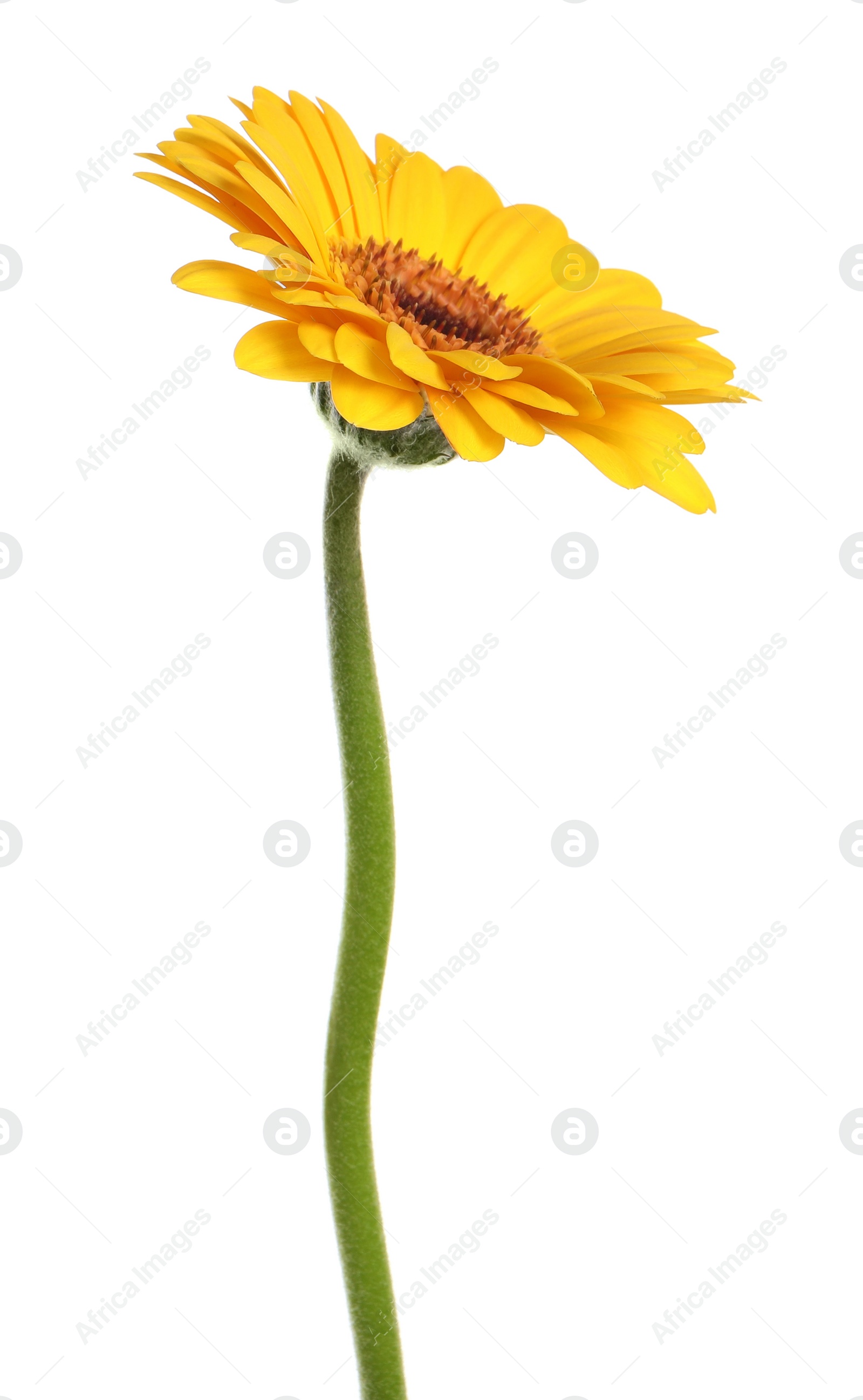 Photo of Beautiful yellow gerbera flower isolated on white