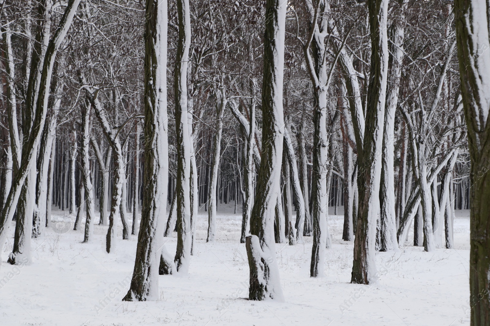 Photo of Picturesque view of beautiful forest covered with snow