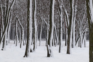 Picturesque view of beautiful forest covered with snow