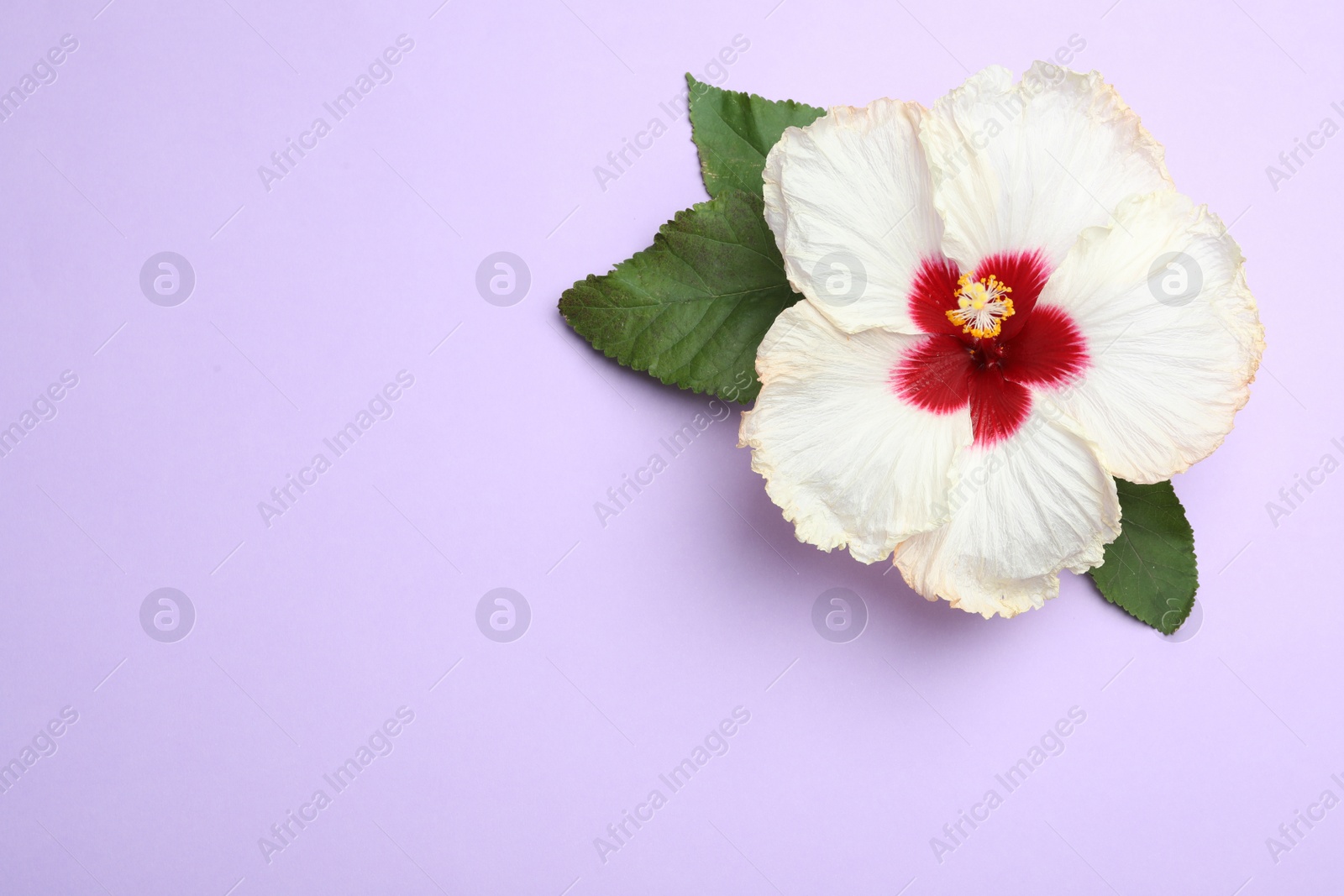 Photo of Beautiful tropical hibiscus flower with leaves on violet background, top view. Space for text