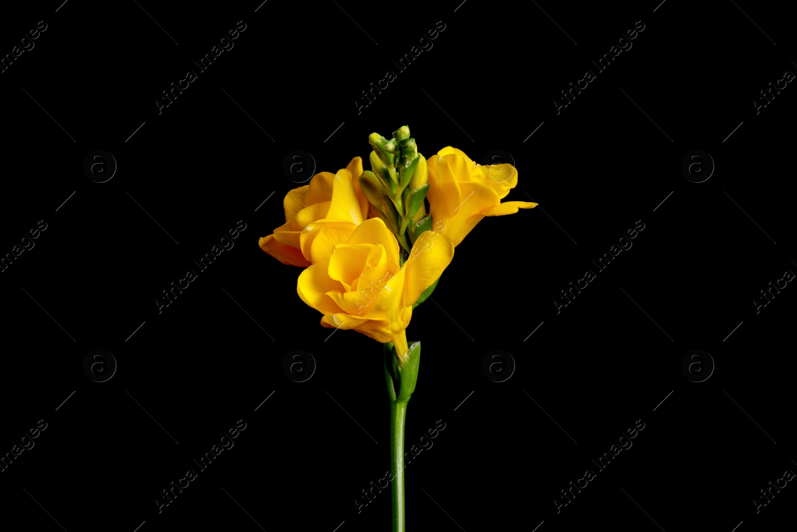 Photo of Beautiful yellow freesia flower on black background