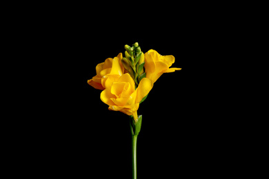 Photo of Beautiful yellow freesia flower on black background