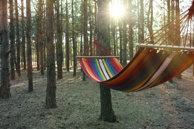 Empty hammock in forest on summer day