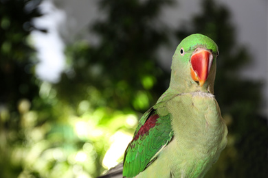 Photo of Beautiful Alexandrine Parakeet on blurred background. Space for text