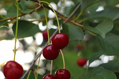 Photo of Closeup view of cherry tree with ripe red berries outdoors