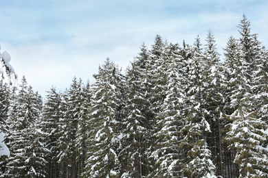 Picturesque view of snowy coniferous forest on winter day, low angle view