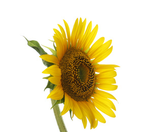 Photo of Beautiful bright blooming sunflower isolated on white