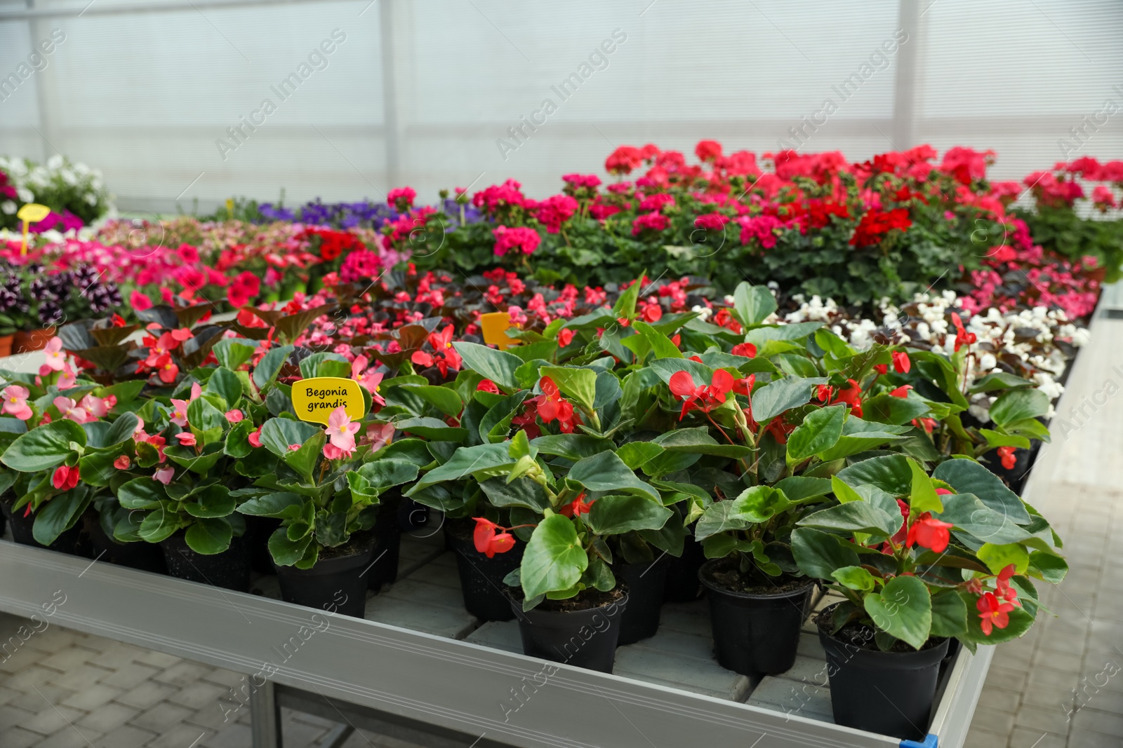 Photo of Many beautiful blooming begonia plants on table in garden center