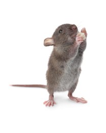 Photo of Small brown rat with piece of cheese on white background