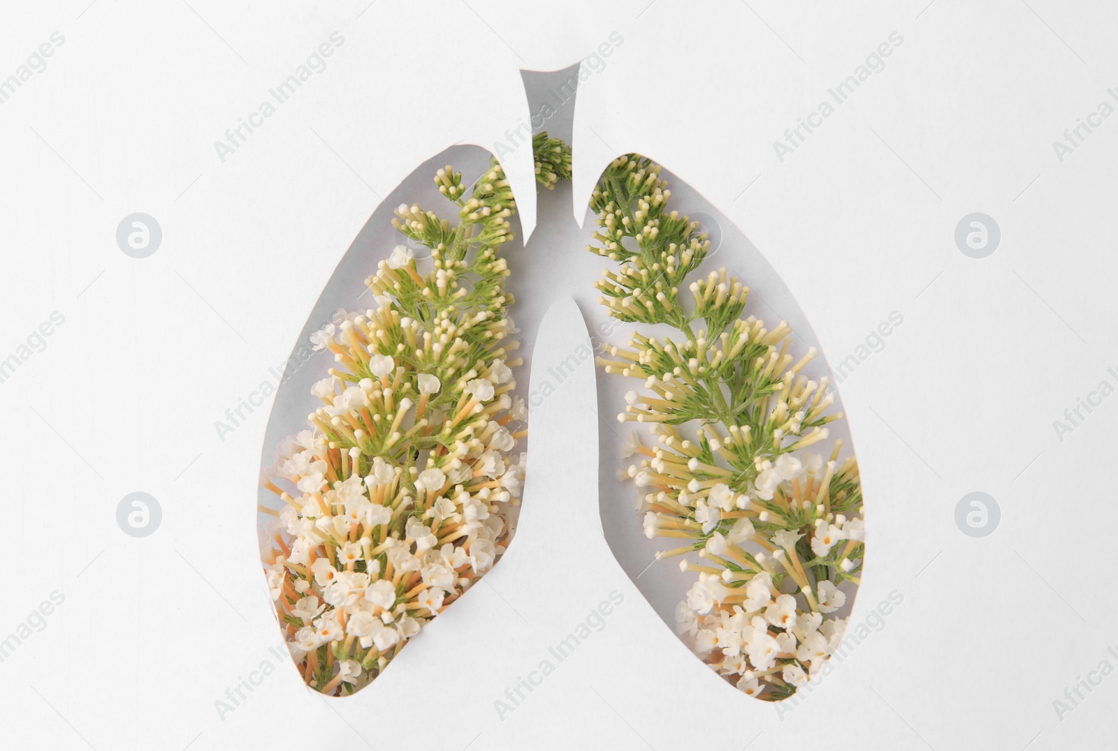 Photo of Human lungs shape hole in white paper with beautiful flowers, top view