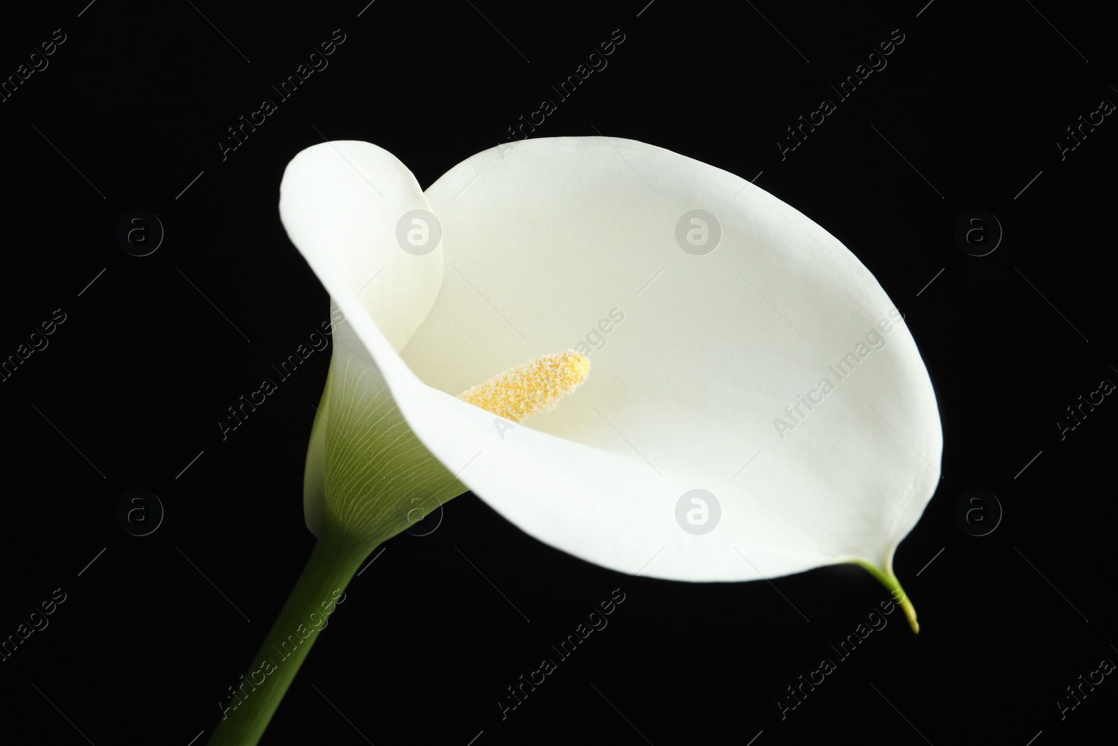 Photo of Beautiful calla lily flower on black background, closeup