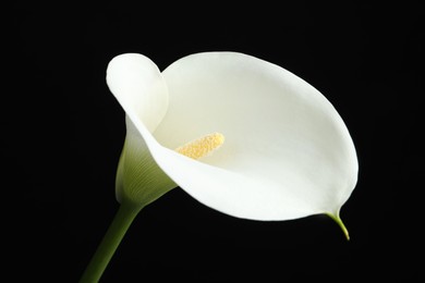 Beautiful calla lily flower on black background, closeup