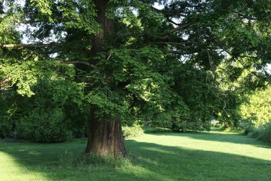 Photo of Beautiful view of green lawn and trees in park on sunny day