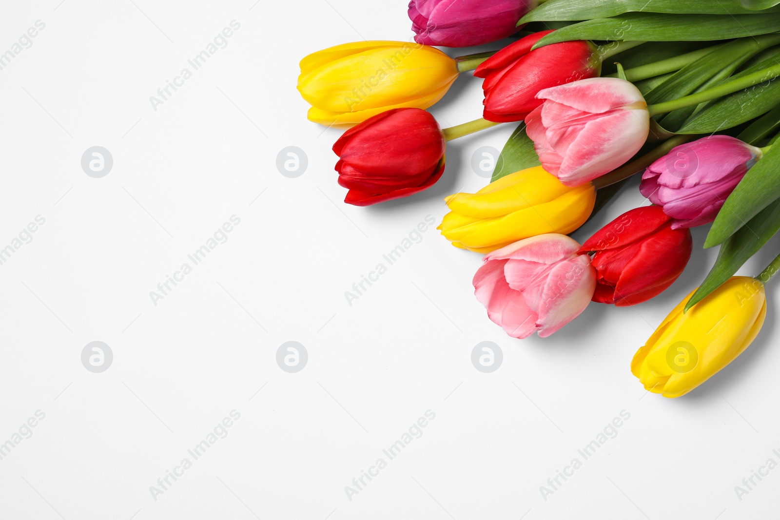 Photo of Many beautiful colorful tulips on white background