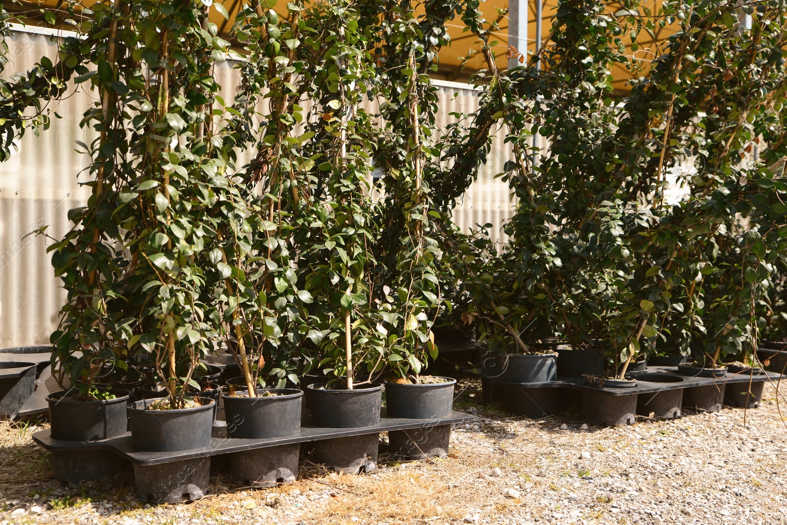 Photo of Many pots with green creeping plants outdoors