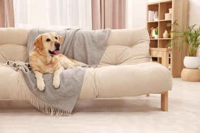 Photo of Modern living room interior. Cute Golden Labrador Retriever on couch