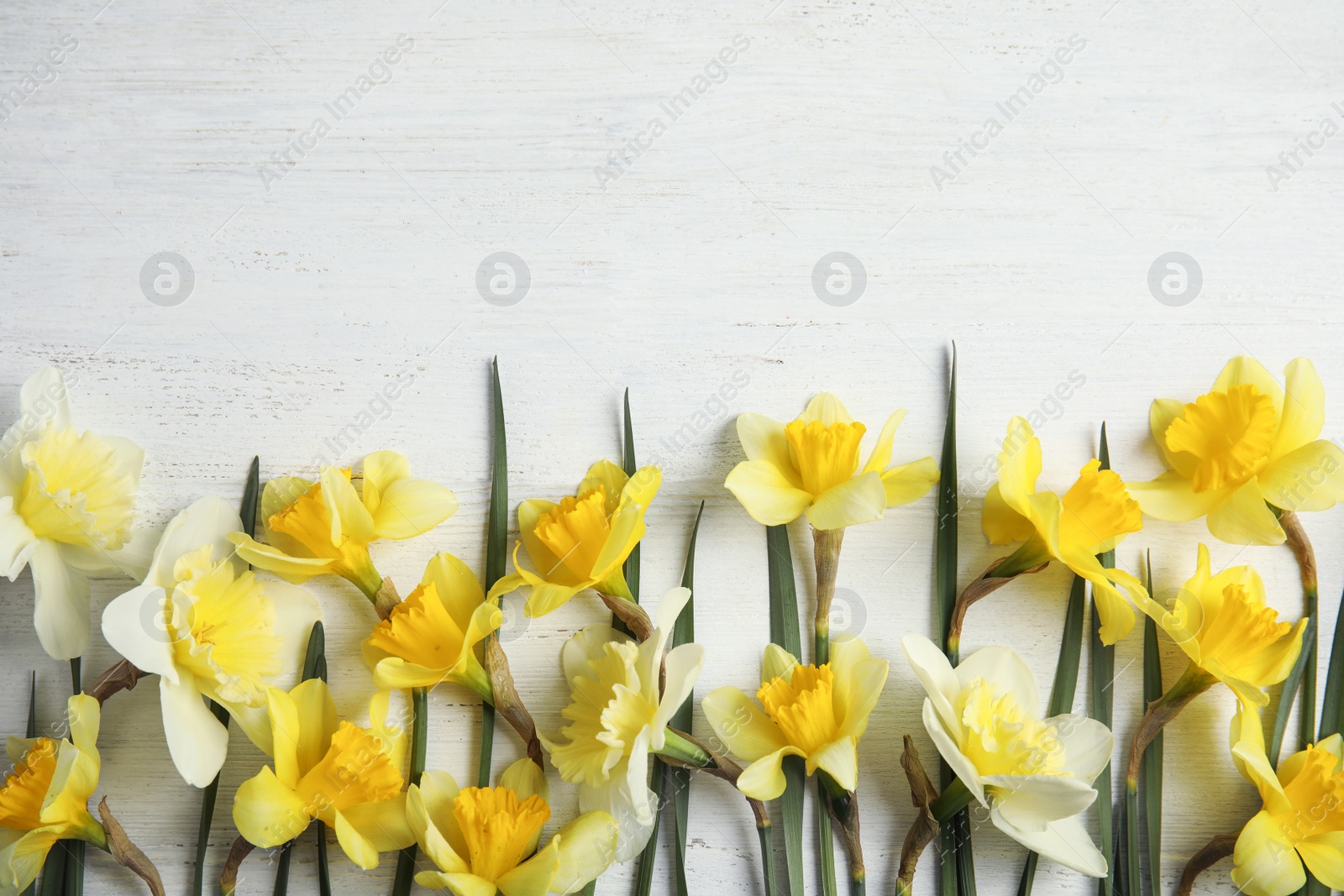 Photo of Flat lay composition with daffodils and space for text on white wooden background. Fresh spring flowers