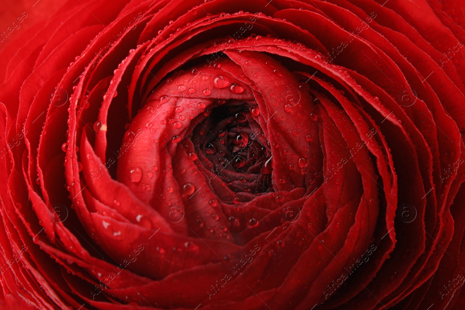 Photo of Beautiful spring ranunculus flower as background, closeup