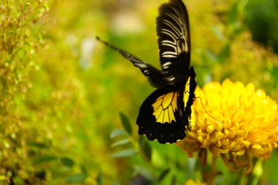 Photo of Beautiful common Birdwing butterfly on flower outdoors, closeup
