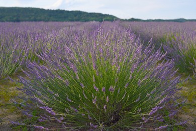 Photo of Beautiful blooming lavender plants growing in field