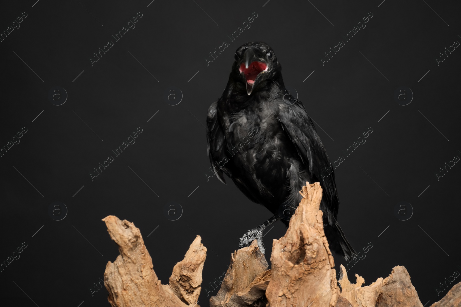 Photo of Beautiful common raven perched on wood against dark background