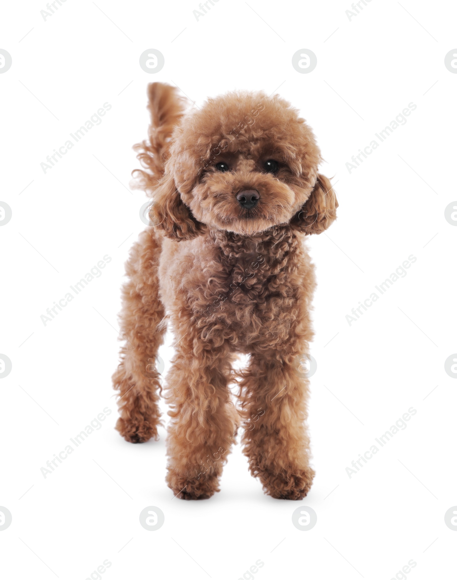 Photo of Cute Maltipoo dog on white background. Lovely pet