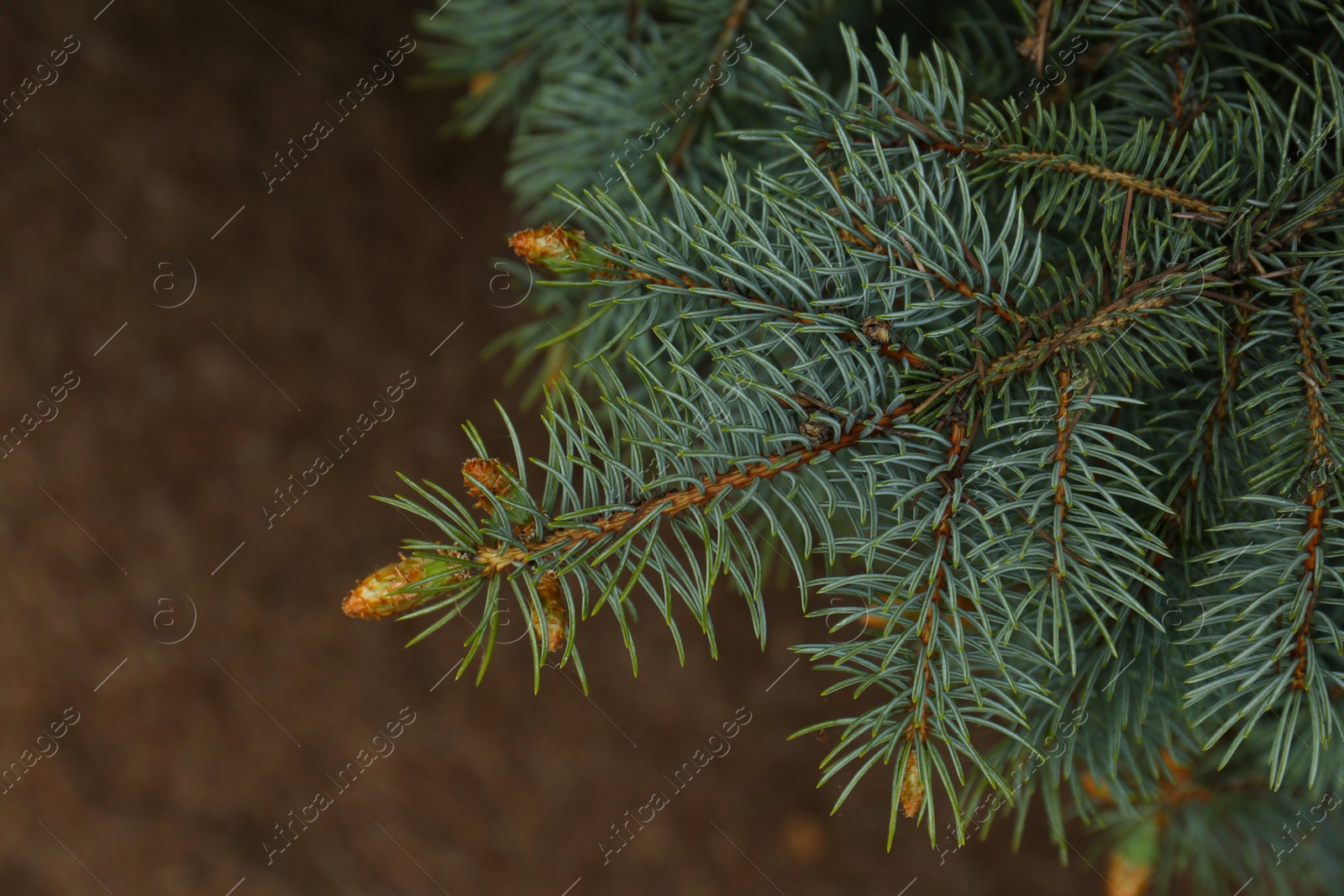 Photo of Beautiful branches of coniferous tree, closeup view