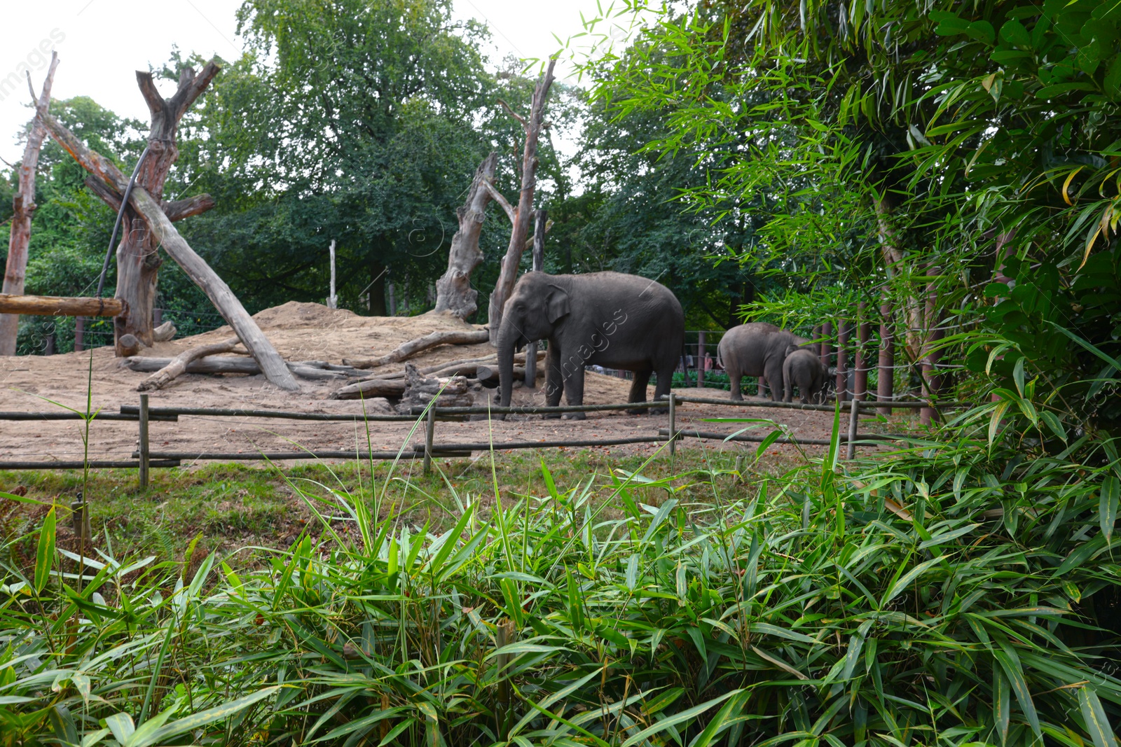 Photo of Group of adorable elephants walking in zoological garden