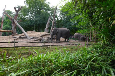 Photo of Group of adorable elephants walking in zoological garden
