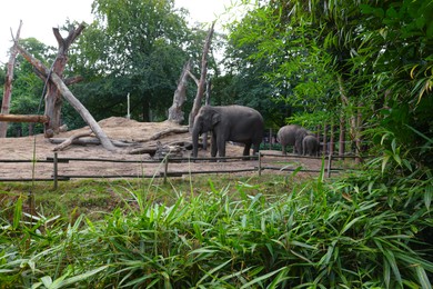 Group of adorable elephants walking in zoological garden