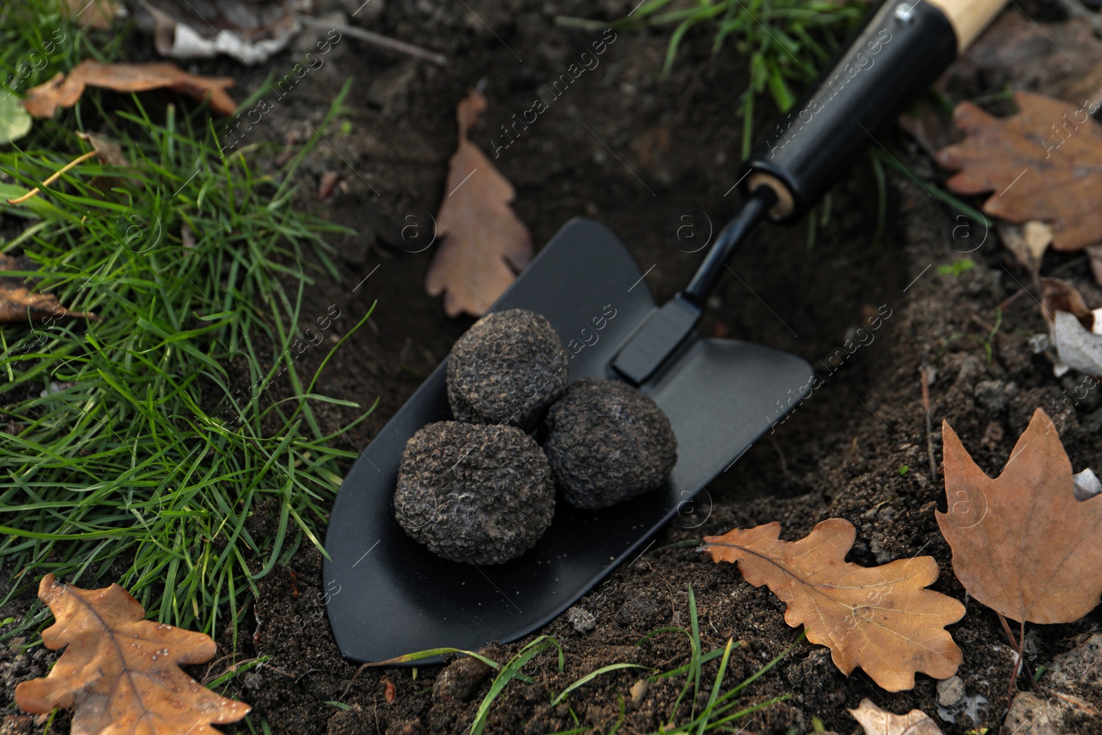 Photo of Shovel with fresh truffles in pit, closeup view