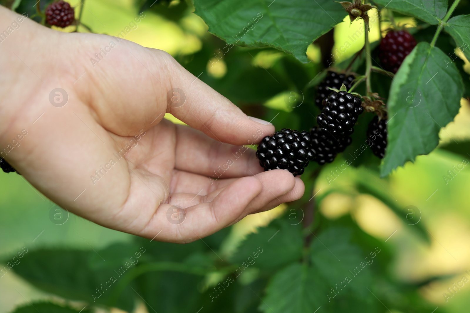 Photo of Woman picking ripe blackberries from bush outdoors, closeup