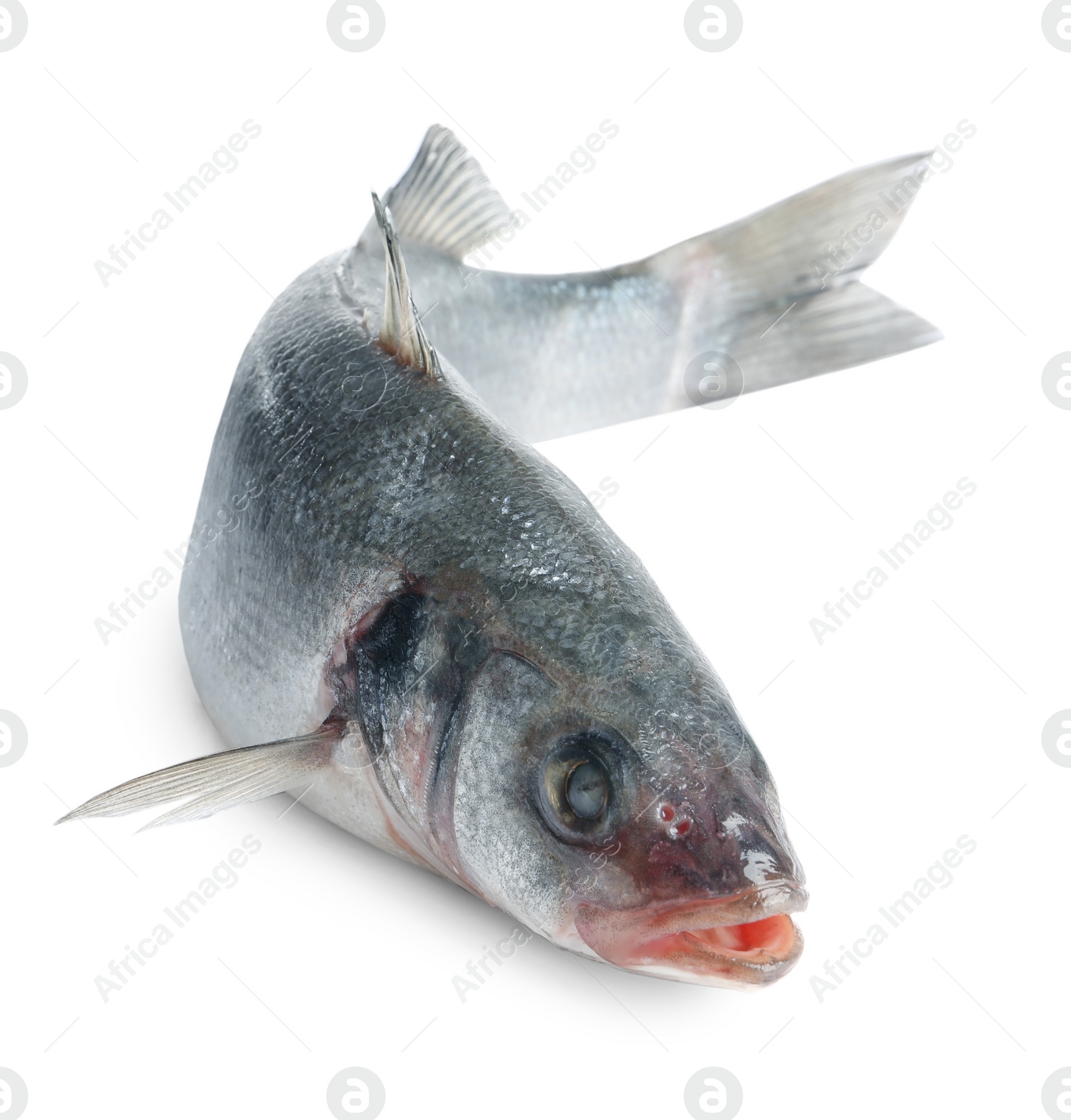 Photo of Fresh sea bass fish isolated on white