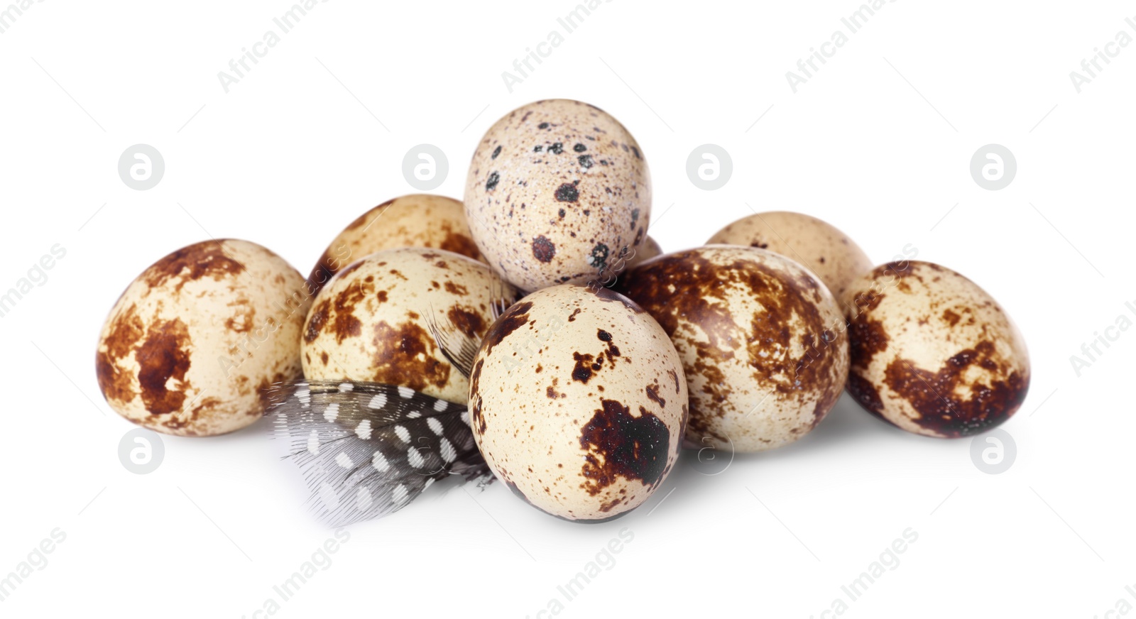 Photo of Speckled quail eggs and feathers isolated on white