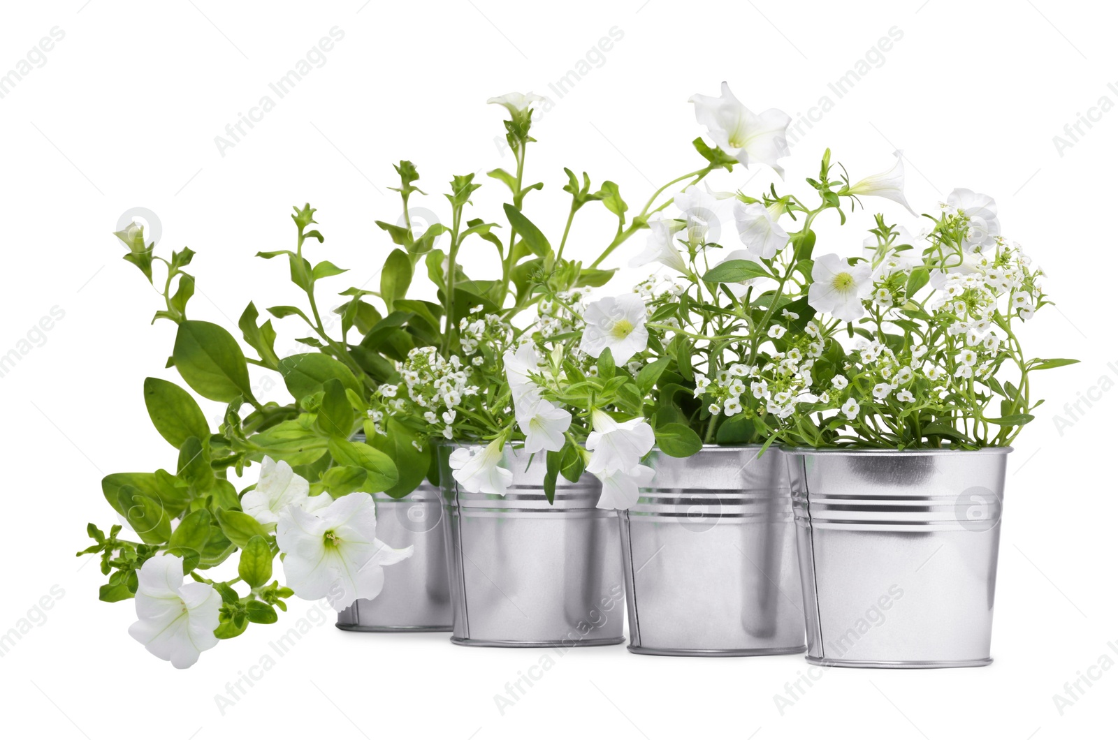 Photo of Different flowers in metal pots isolated on white