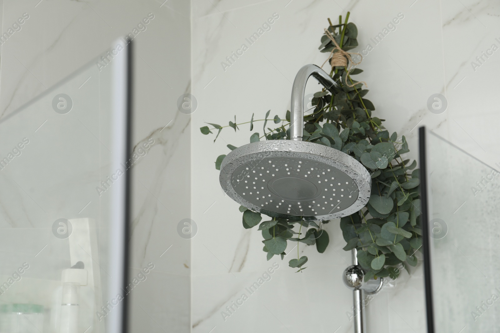 Photo of Branches with green eucalyptus leaves in shower