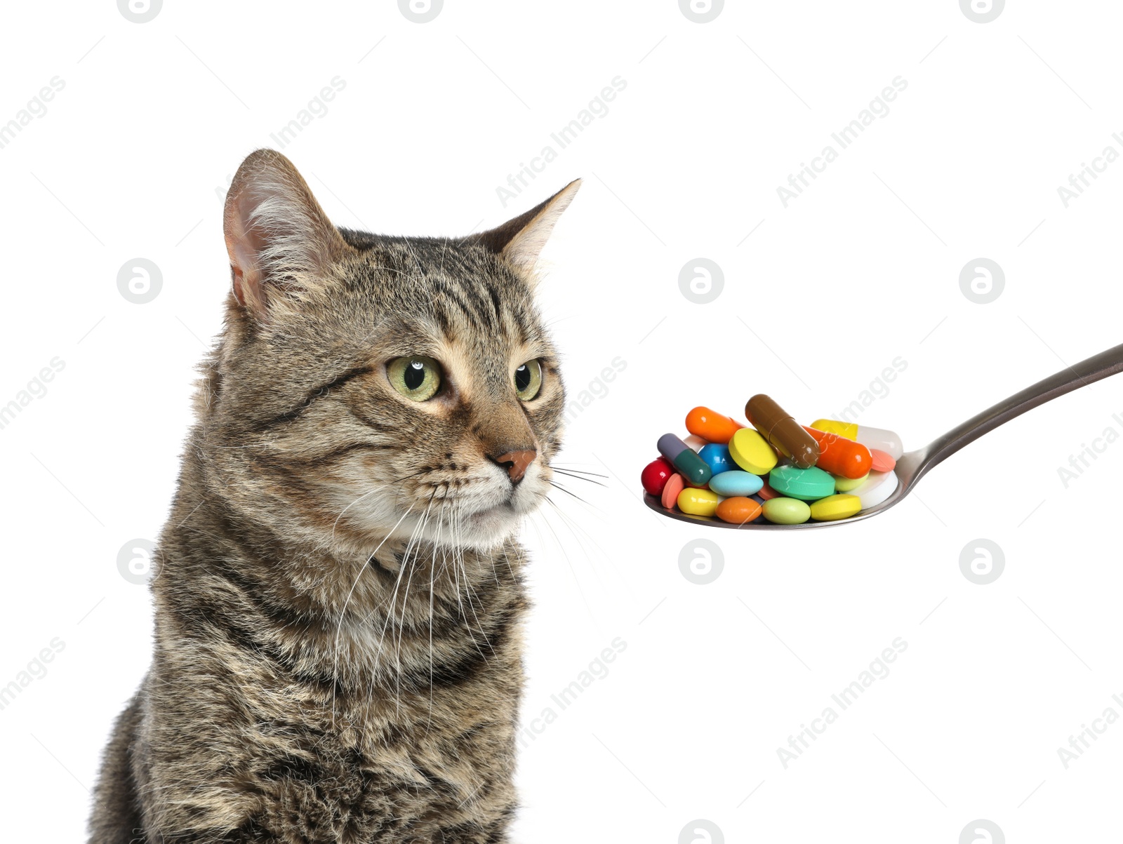 Image of Vitamins for pets. Cute cat and spoon with different pills on white background