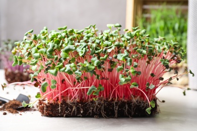 Photo of Fresh organic microgreen on white table, closeup