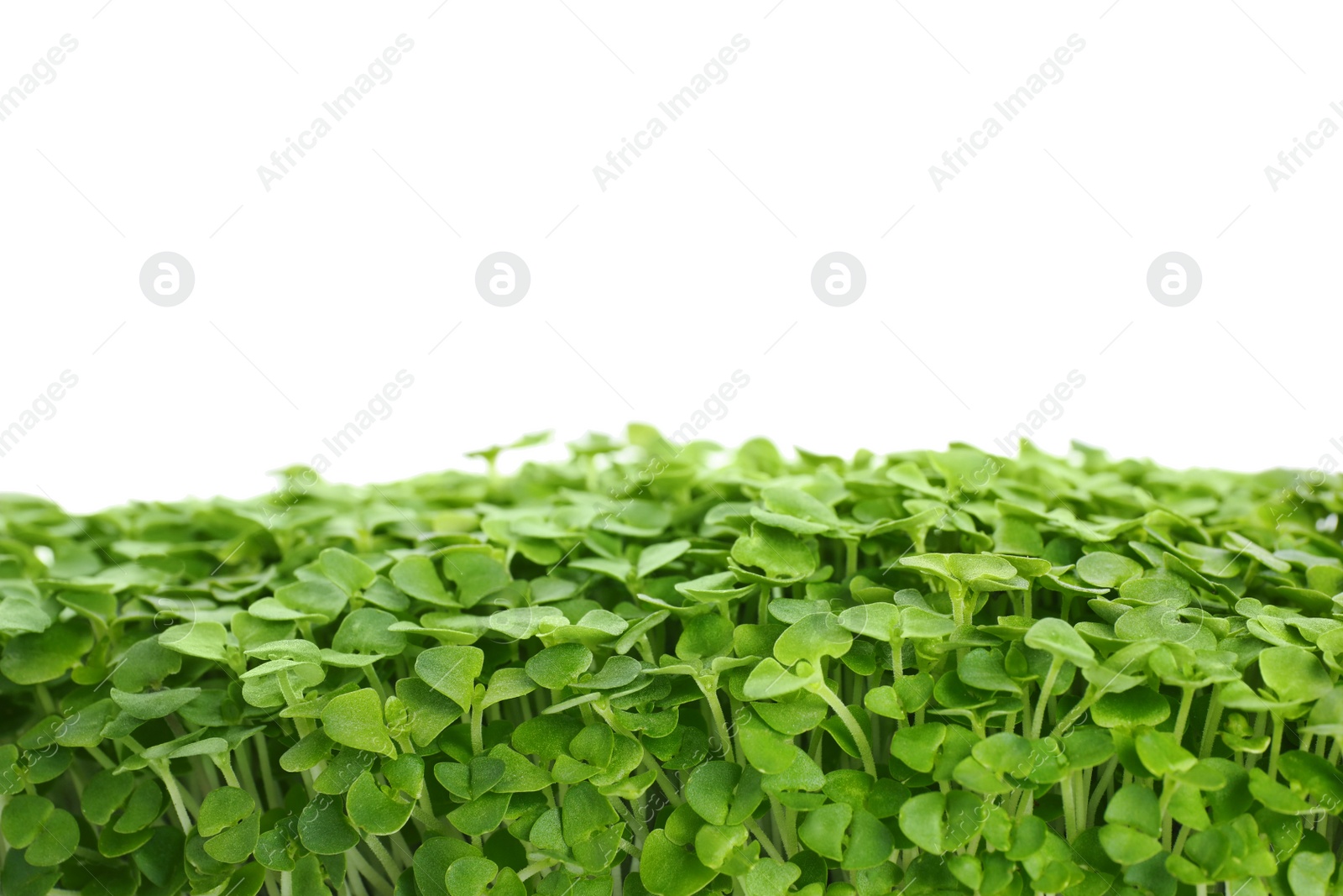 Photo of Fresh organic microgreen on white background, closeup