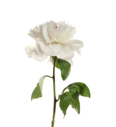 Photo of Fragrant peony on white background. Beautiful spring flower