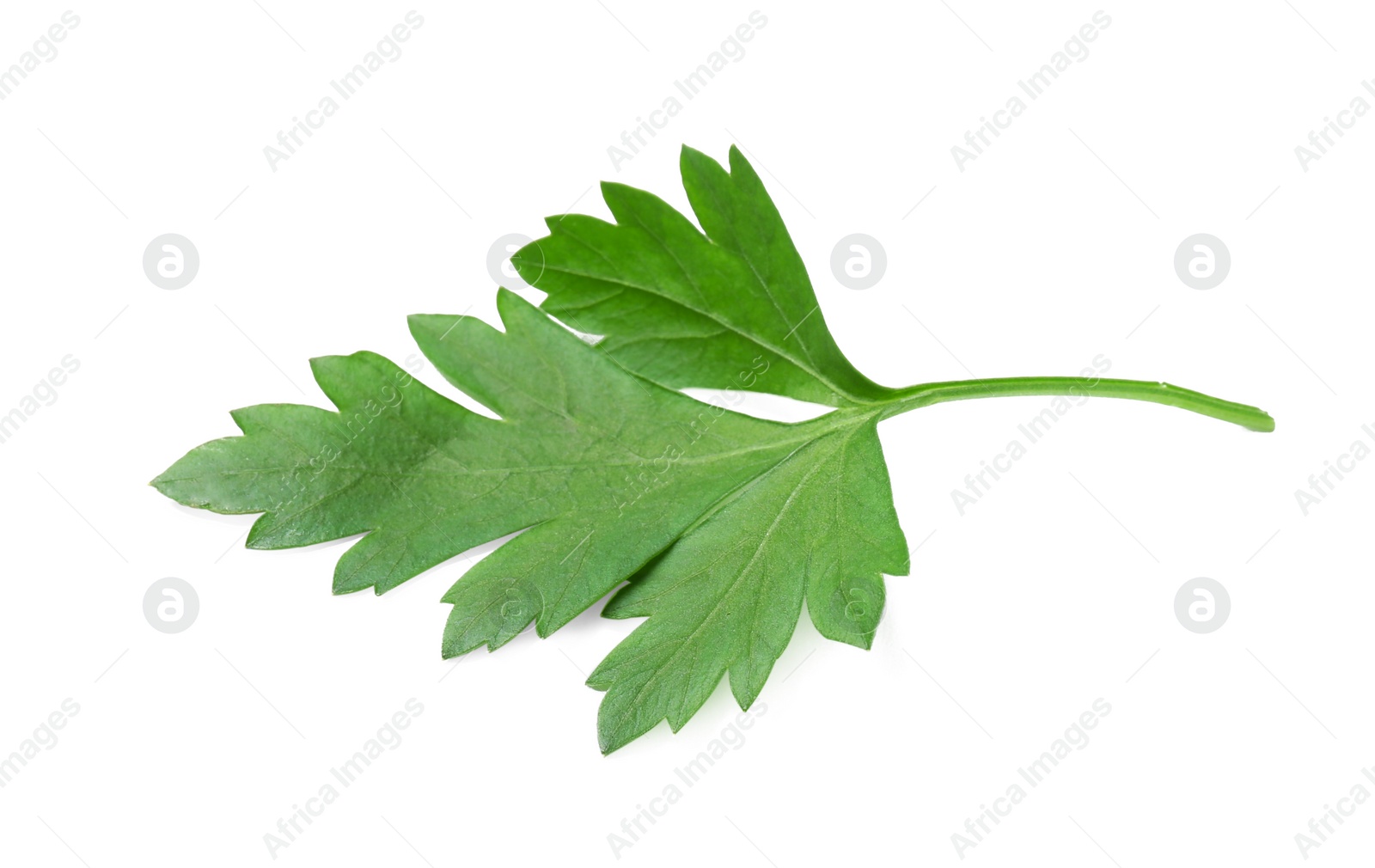 Photo of Fresh green organic parsley on white background