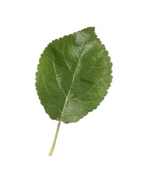 Photo of One fresh apple tree leaf isolated on white