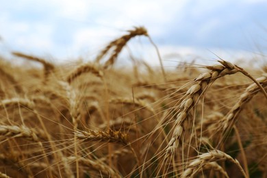 Photo of Ripe wheat spikes in agricultural field, closeup. Space for text