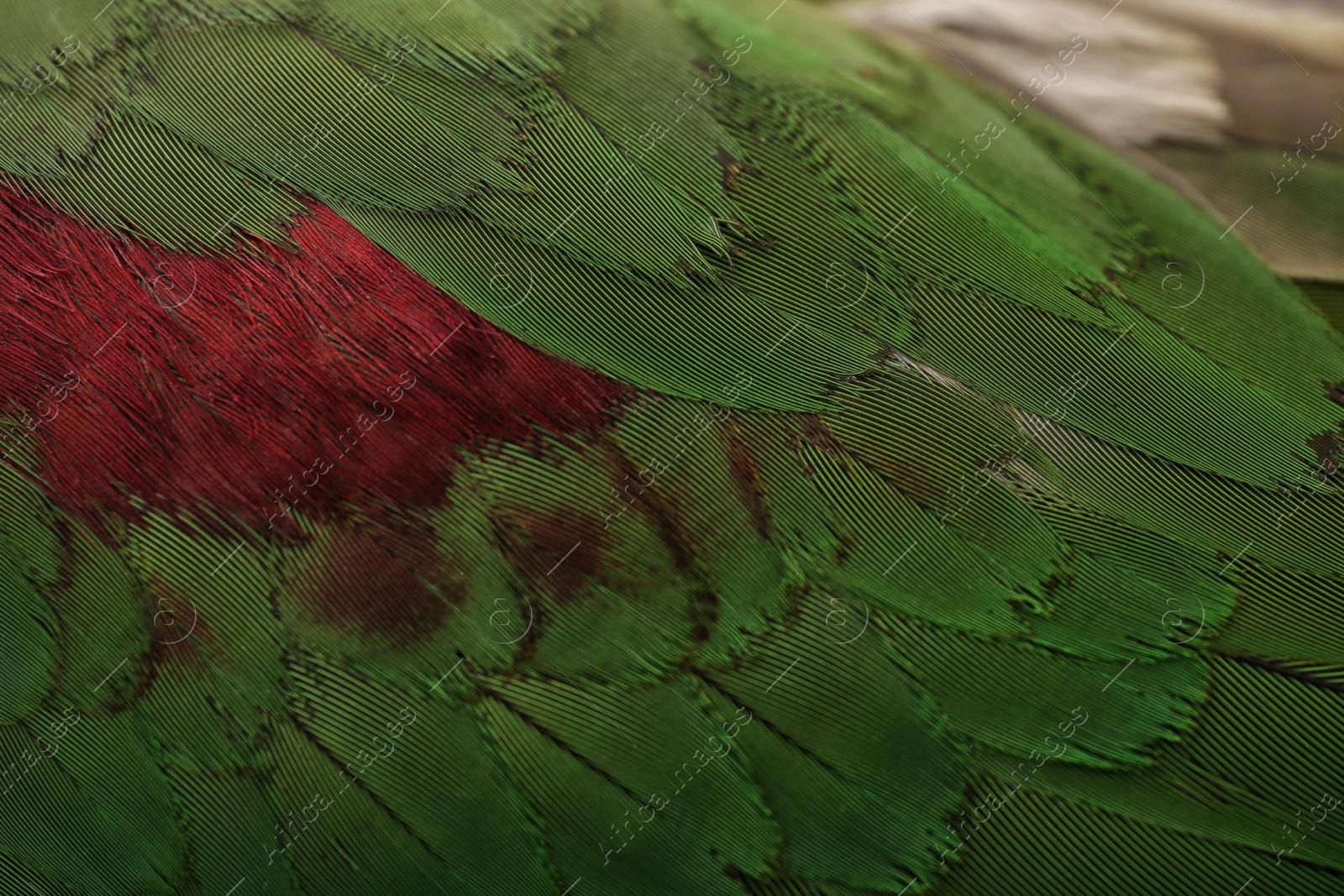 Photo of Beautiful Alexandrine parakeet on blurred background, closeup