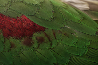Photo of Beautiful Alexandrine parakeet on blurred background, closeup