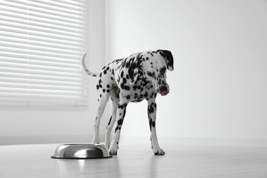 Adorable Dalmatian dog and feeding bowl indoors