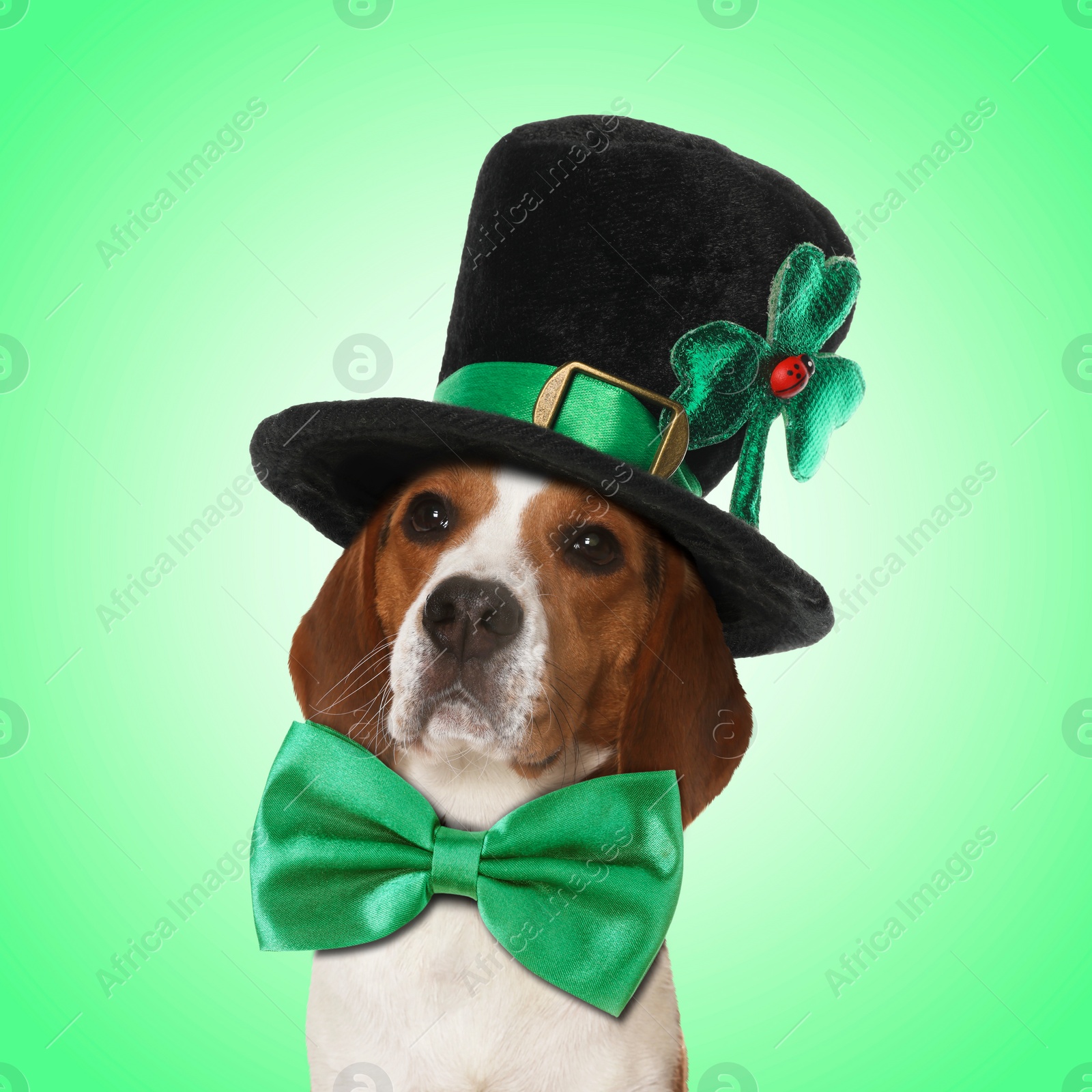 Image of St. Patrick's day celebration. Cute Beagle dog with bow tie and leprechaun hat on green background