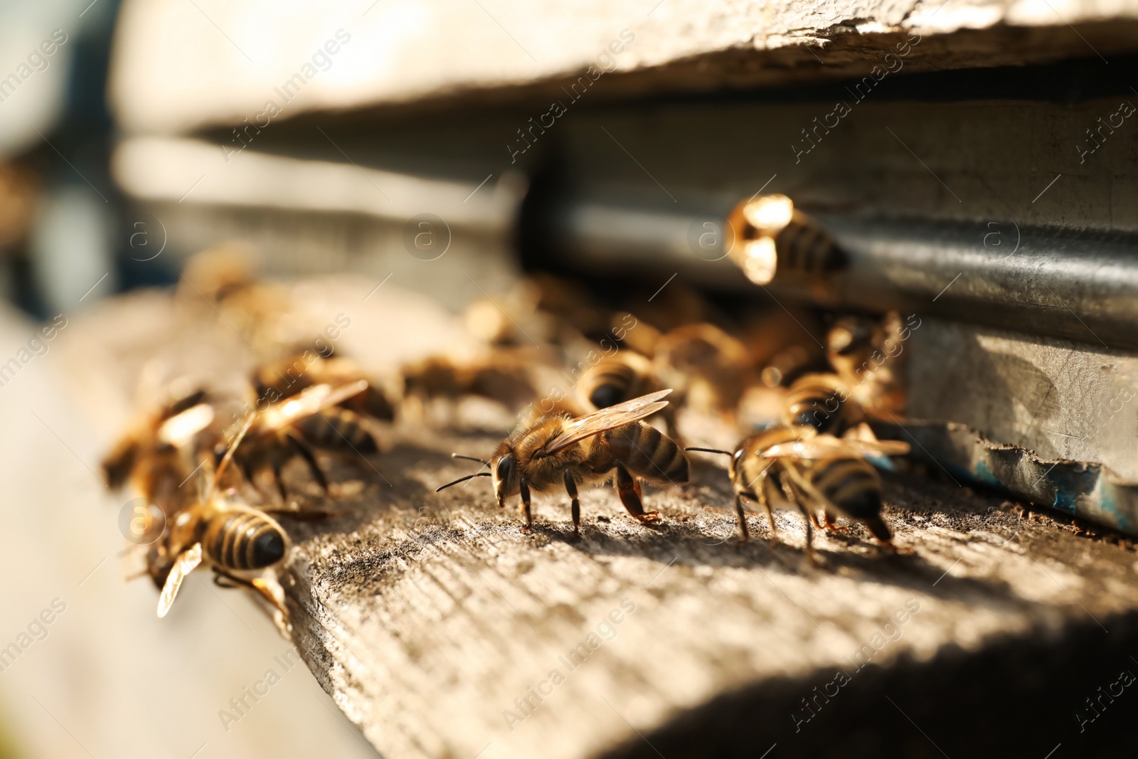 Photo of Closeup view of wooden hive with honey bees on sunny day