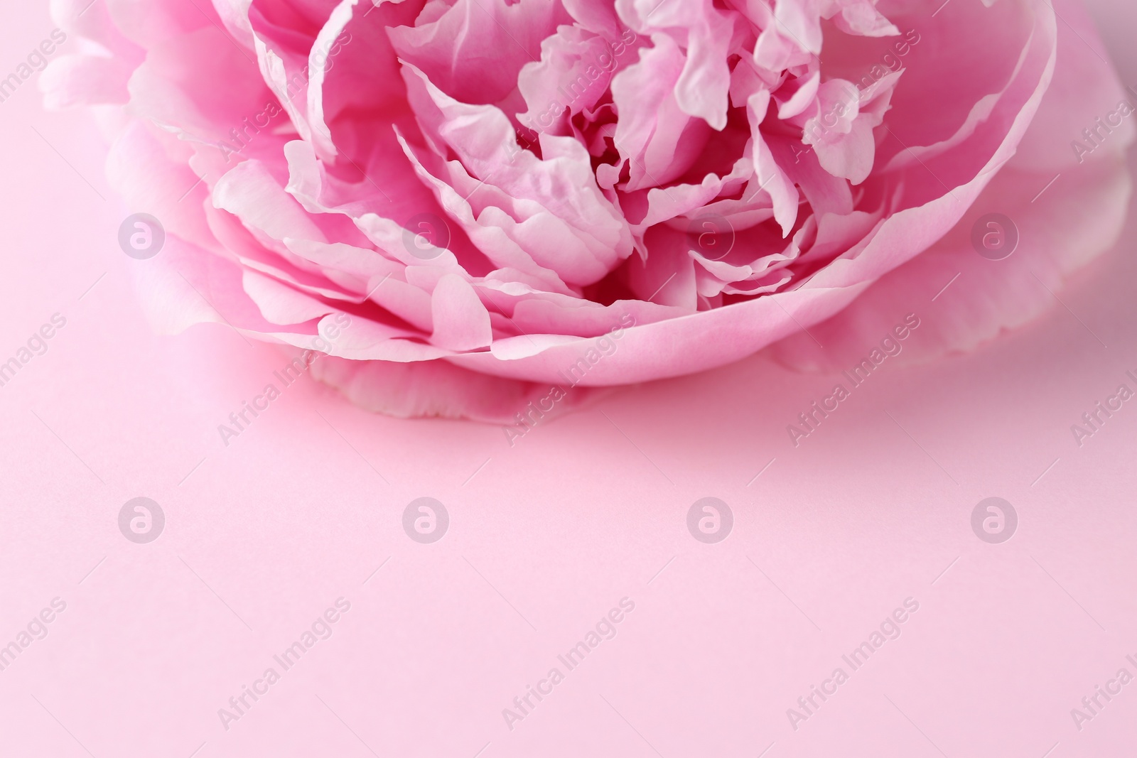 Photo of Beautiful aromatic peony on pink background, closeup. Space for text