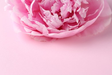 Beautiful aromatic peony on pink background, closeup. Space for text